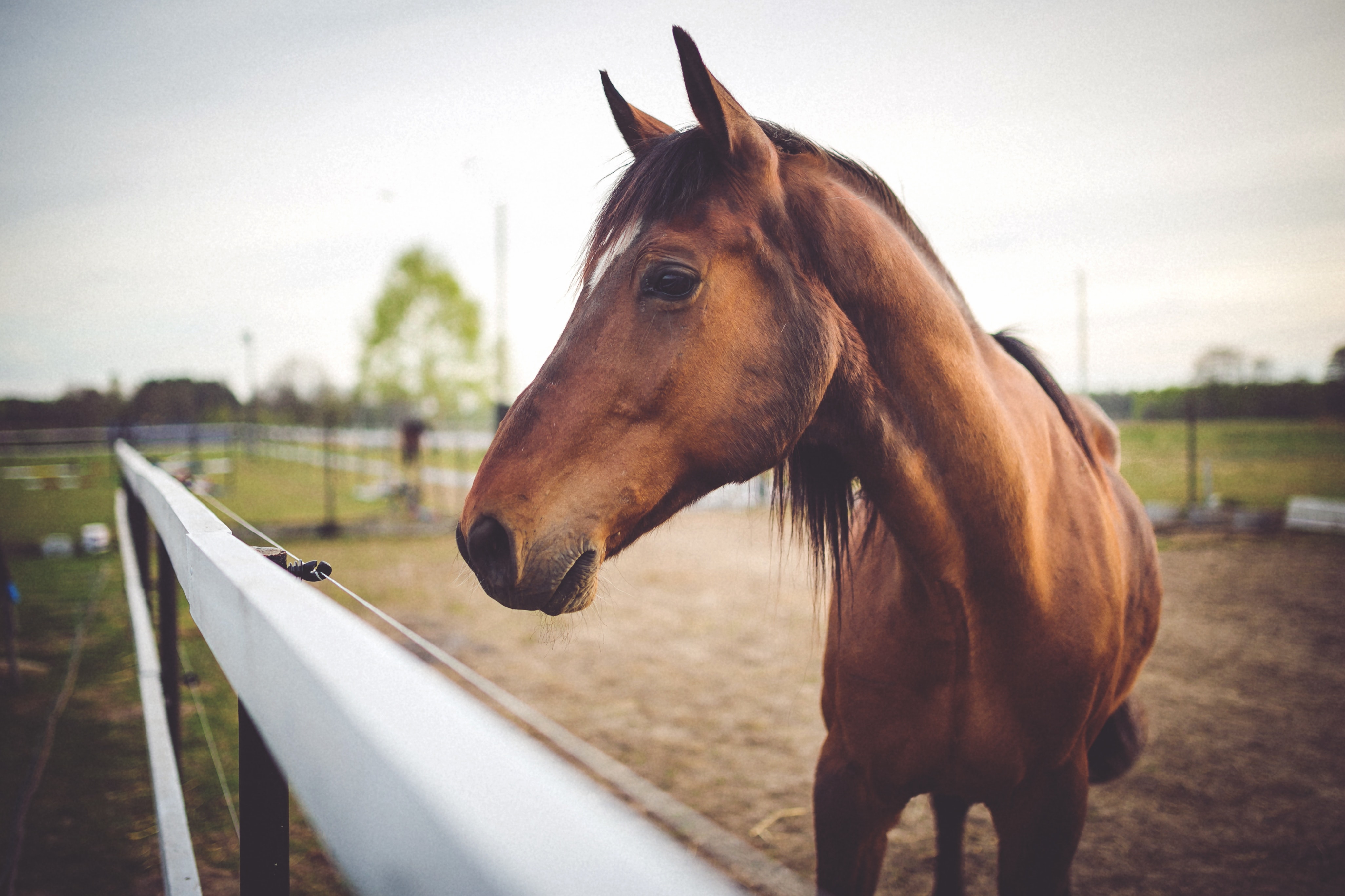 ご褒美に… 人気のお馬用おやつ はどれ？ | Equestrian Fashion